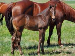 My Bluestem Drift JW <BR> AQHA PENDING